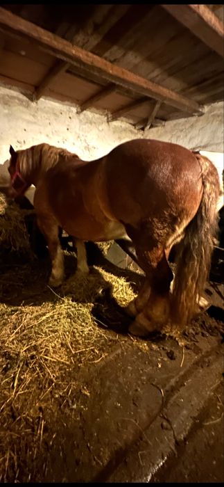 De vanzare iapa de 6 ani garantata fara defecte gestanta ff blanda