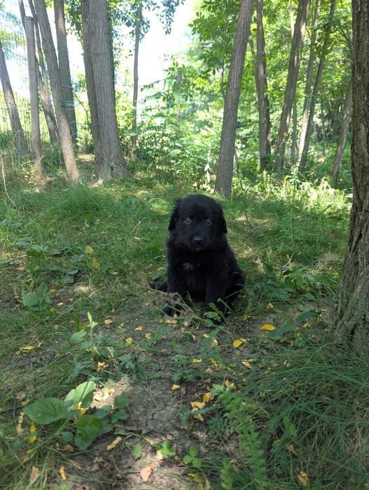 Catei draguti pentru adoptie, Valea Danului, Arges