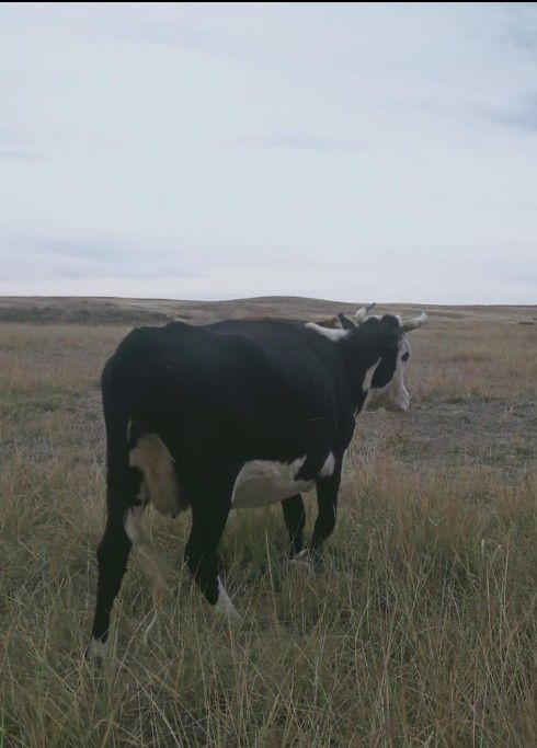 Семіз сиыр.4туған