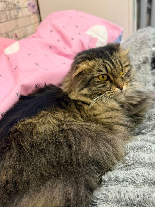 Отдадим кошку в хорошие руки!