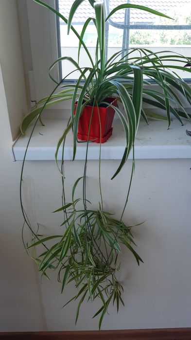 pt cadou planta paianjen 3 soiuri diferite pt aer curat