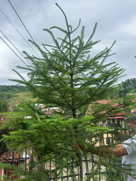 Brazi de nuntă dă evenimente