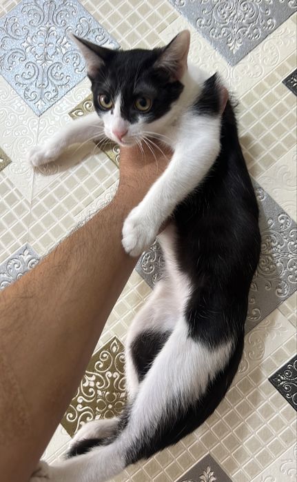 Котята самки отдам хорошие руки