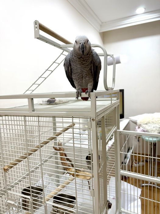 Продам попугая Жако