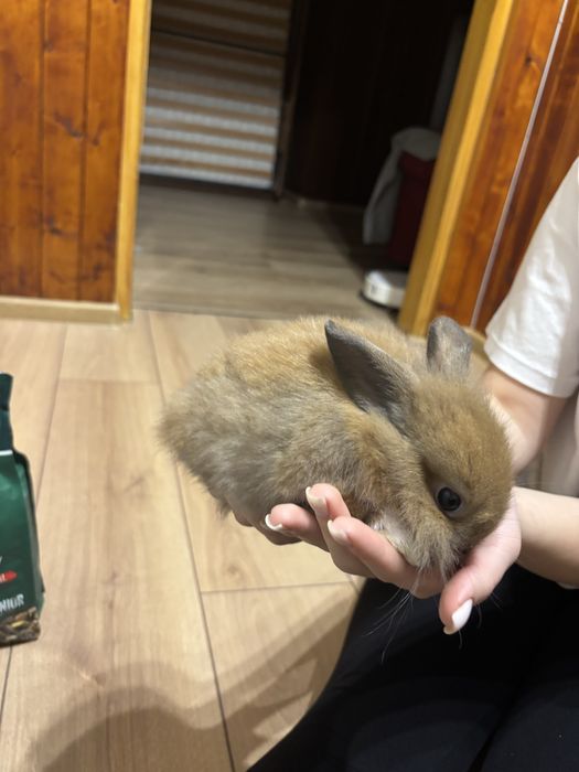 Декоративно зайче