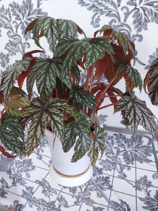 Продам комнатные цветы