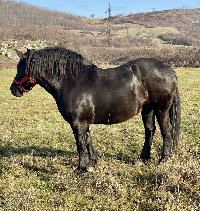 Iapa,manza neagra gestanta patru ani