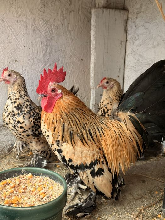 Ouă: Sebright-Mii de Flori-Strumsky-Bantham-Cochinchina-Wiandotte