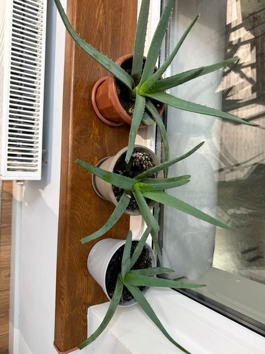 Растения алоэ вера