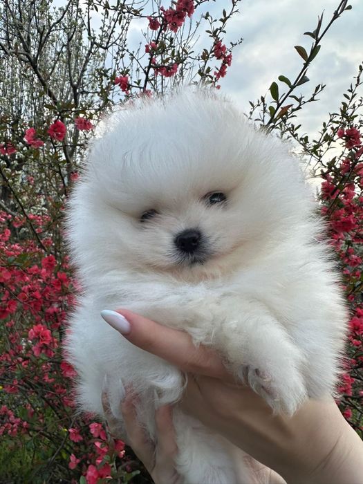 Pomeranian talie mica