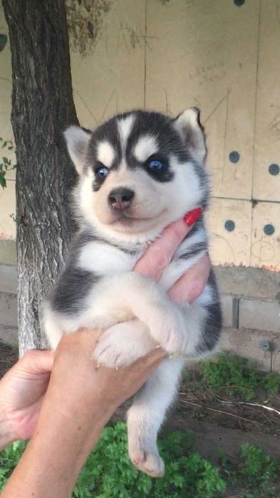 Девочка хаски по реальной цене