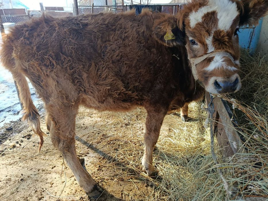 Тайыншалар сатылады бірге 550мың(сауда бар)