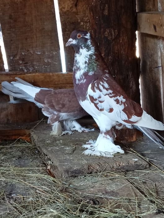 Porumbei de vânzare