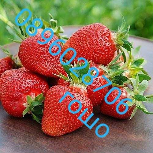 Внимани само эа ценители Расад ягоди и малини