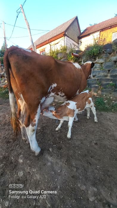 Vacă cu vițel.. .