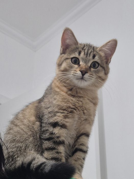 Котенок 3 месяца метис мальчик