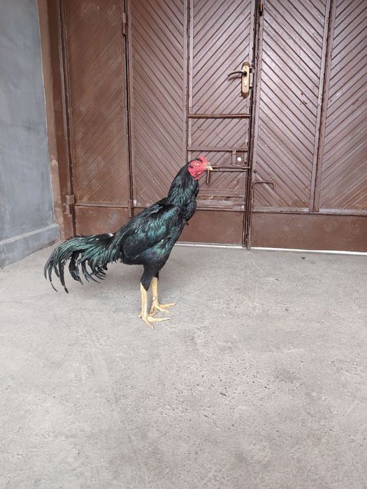 Dakan xorozlar sotiladi