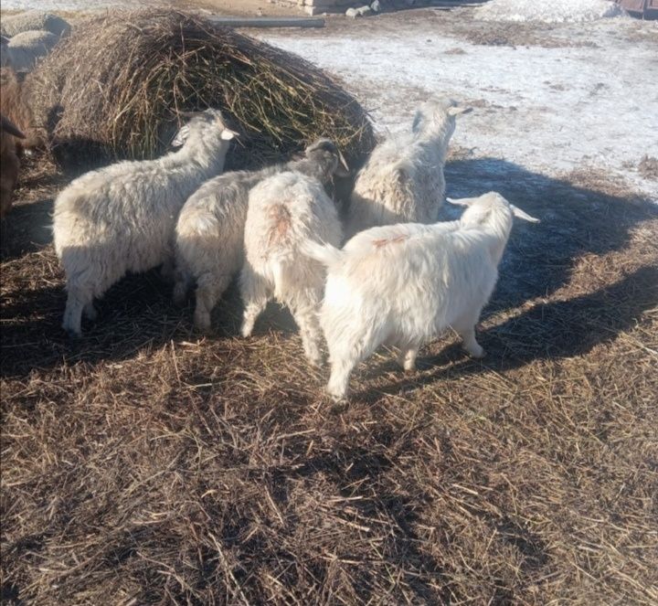 Козы продам с доставкой