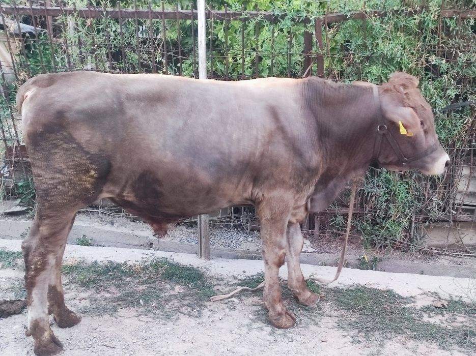 Buqacha sotiladi 1 yoshga tòladi