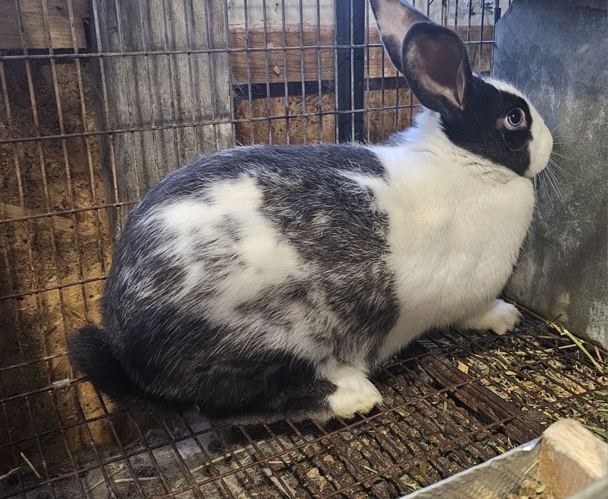 Iepuri Hycole Francez