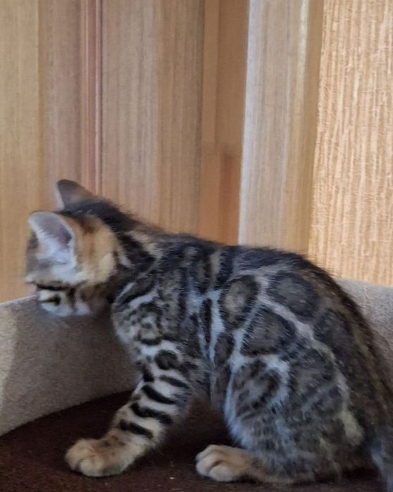 Бенгальские котята – Премиум класс