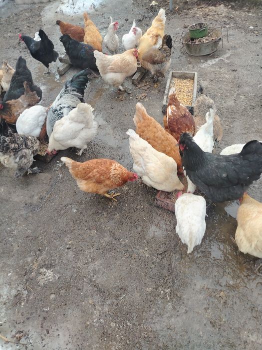 Тауықтар сатылады