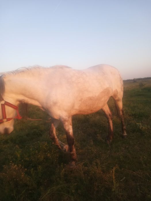 Vînd iapa are 8 ani