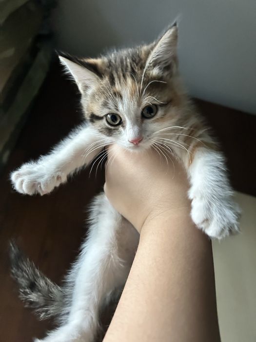 Отдаю двух милых котят. Девочки