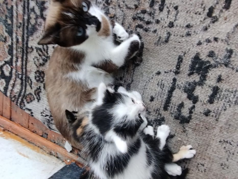 Отдам котят разные.