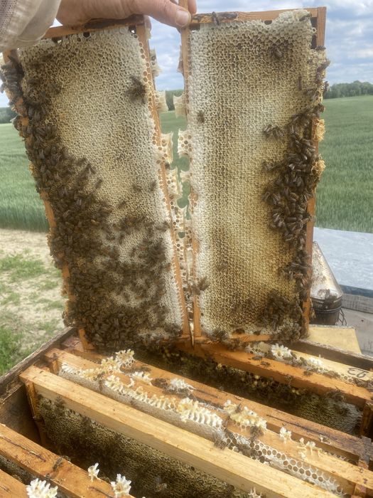 Miere de albine naturală