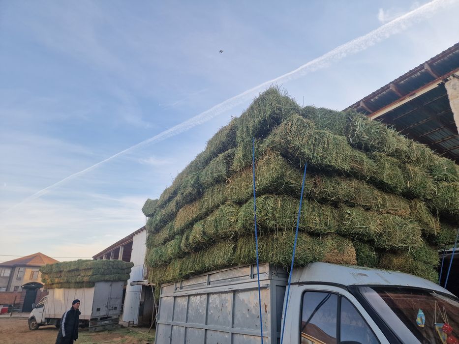 Жоңышқа (Клевер)