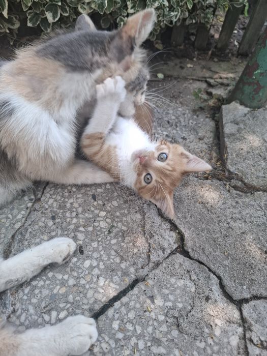Подарявам   коте