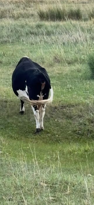 Корова, Сиыр, КРС.