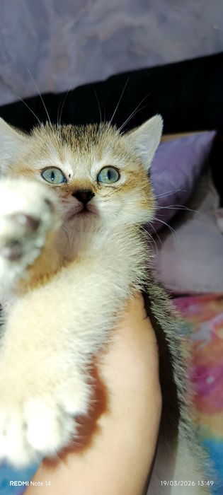 Mushuk sotaman shinshila