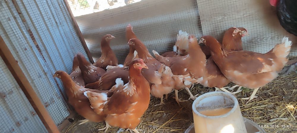 Продаются Куры Ломан браун