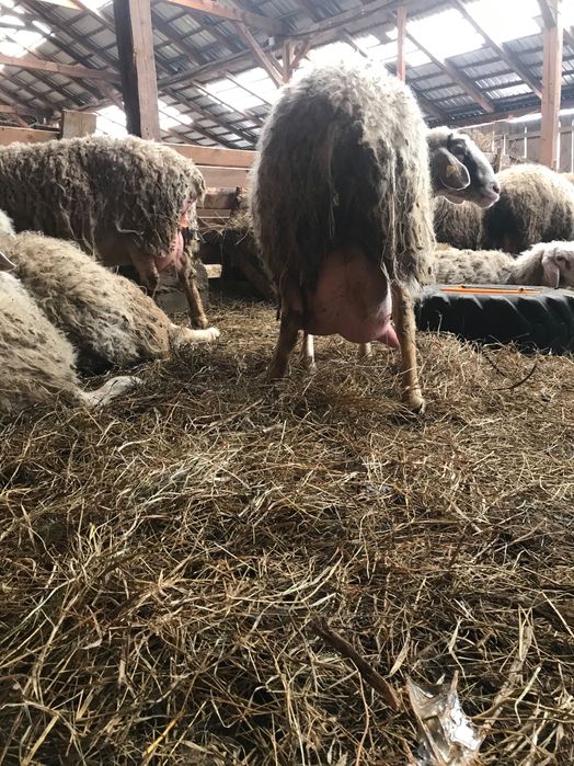 Mielute Assaf de vamzarw