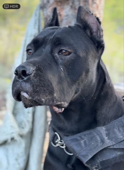 Шенки кане корсо