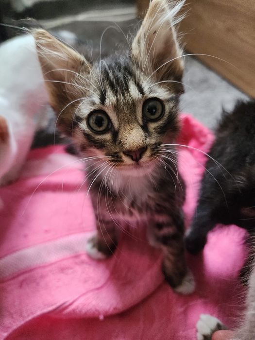 Adoptie Motanel 8 saptamani