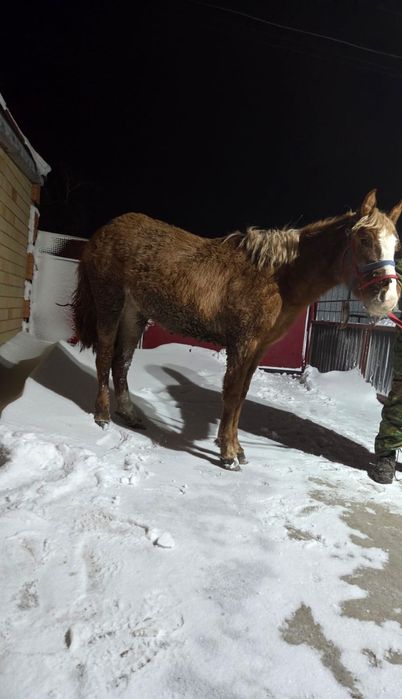 Тай ұрғашы (кобылка)