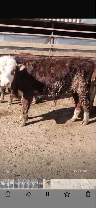 Бұқалар сатылымда !!! Продается быки!!!