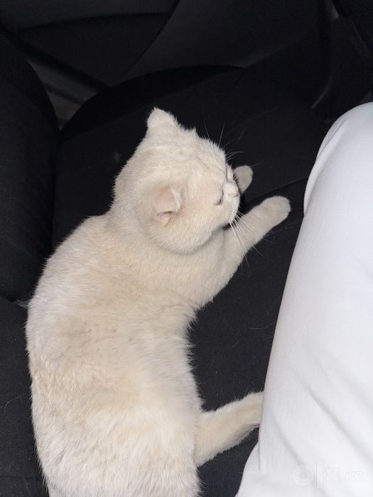 Mushu кошка пародали