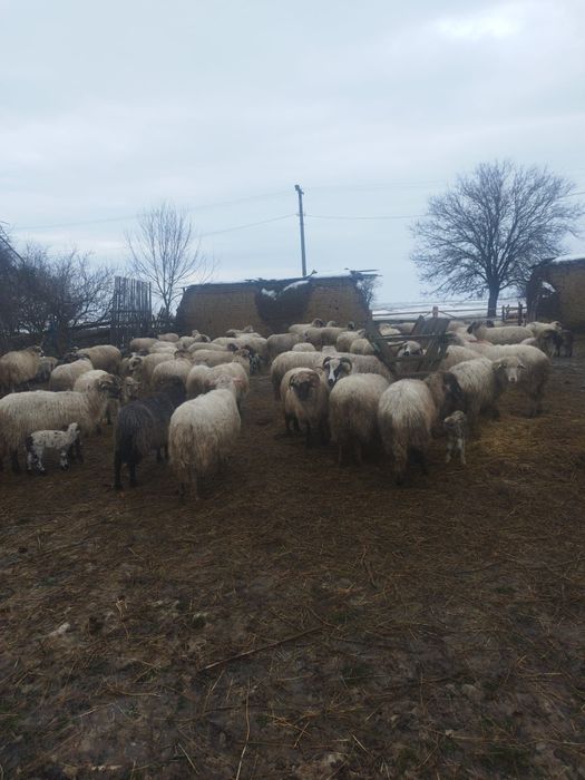 Vând 100 de oi cu miel