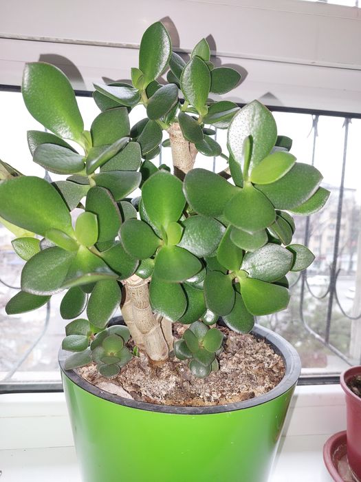 Денежное дерево (толстянка), рео построен.