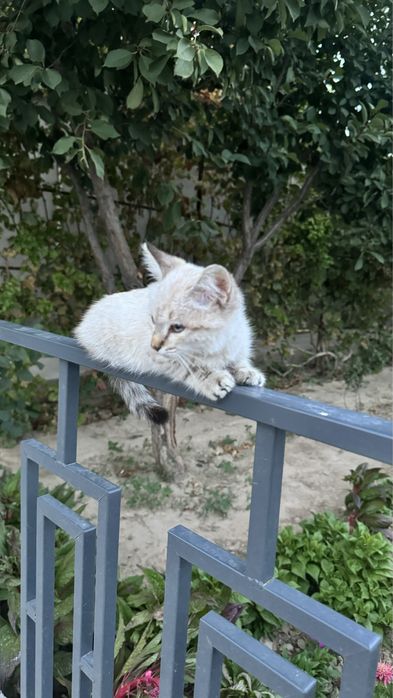 Шотландский Котенок