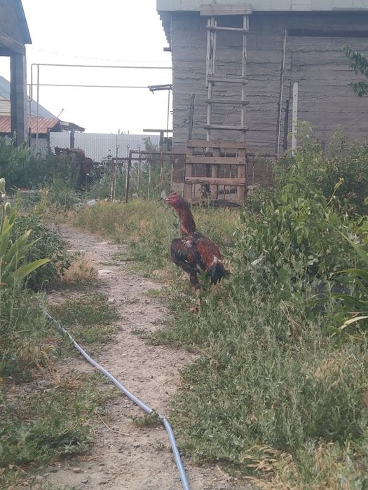 Дакан сатамын туляк