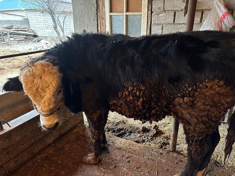 Букалар породстый