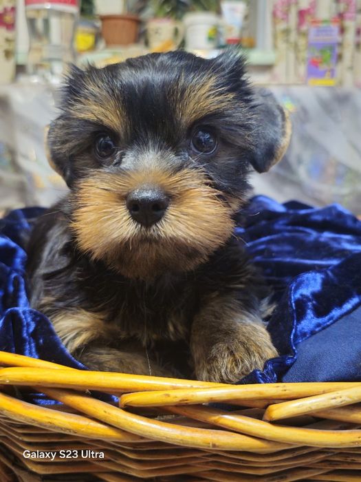 Йоркширский терьер