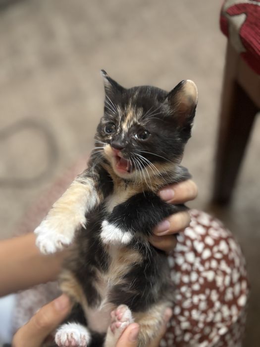 котенок ищет новый дом