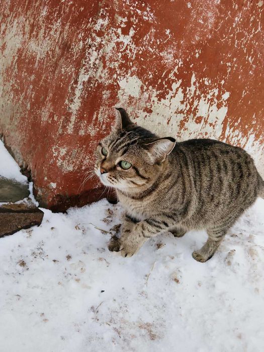 Потерялась кошка  Мася