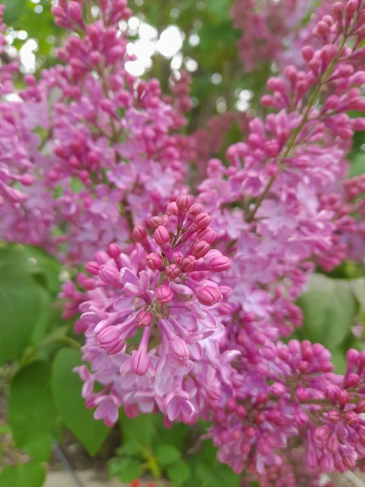 Серень серень атырау